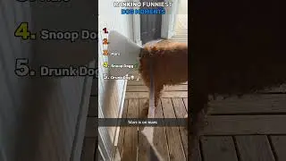 Ranking The Funniest Dog Moments #dogs #shorts #viral