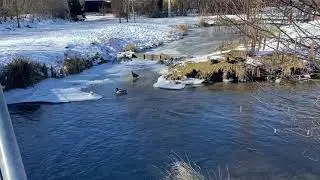Enten 🦆im Wasser Winter Idylle - erfolgreich der K&auml;lte trotzen