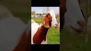 Mariyam Ka Bakra...😂 #youtubeshorts #short #shorts