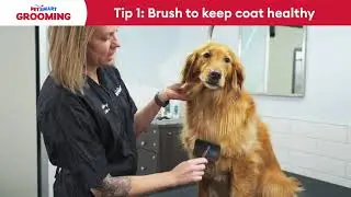 How to Treat Dry Skin in Dogs and Cats | PetSmart Grooming Tips