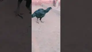 Tamil  !!! Black skin fighter female top quality breeds check it 🔥🔥