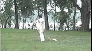 Choy Li Fut - Double Hookswords - Grandmaster Doc-Fai Wong