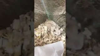 Skittles meme hamster version funny!!!!!!!!!