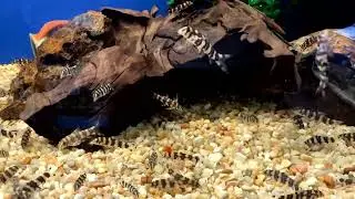Golden Zebra Loach - Botia Histrionica