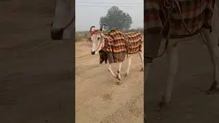 💨👐super bell apne tym ka