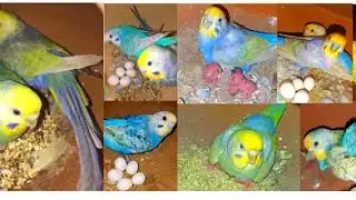 Australia bajari Colony #lovebirds #birds #talking #baby 💔🌽🐦🤣