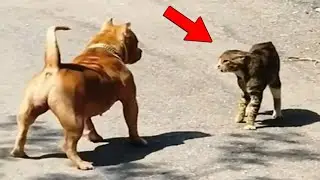 El Gato M&aacute;s Valiente Captado en C&aacute;mara Derrotando a Perros - Animales Divertidos
