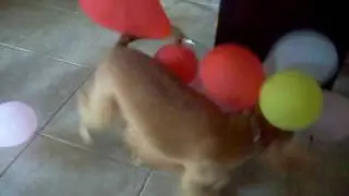 Cachorro se diverte estourando baloes