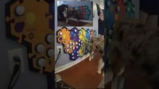 Talking Dog Asks To Go To Grandma's Australian Shepherd Puppy Learns to  Talk With FluentPet Buttons