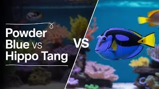 POWDER BLUE TANG vs HIPPO TANG | Will They Get Along?