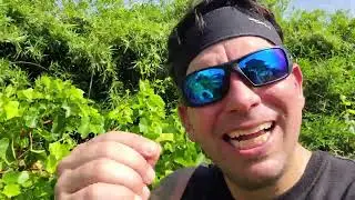 Blanc du Bois Grape Review