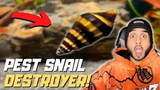 Pest Snail Battle Plan: What I Got at the Fish Store !