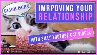 Improve Your Relationship with Silly Cat Videos