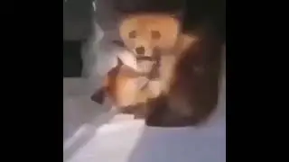 fox screams car horn  #memes #funny #horn