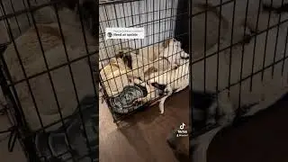 The first puppy update from my tiktok