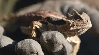 L'étude du phrynosoma asio - Petites bêtes, grands talents
