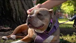 A Day Out with Barks and Rec | Humane Animal Rescue of Pittsburgh Field Trips #harpsaveslives