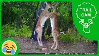 Trail cam: FUNNY ANIMAL COMPILATION (European Wildlife)