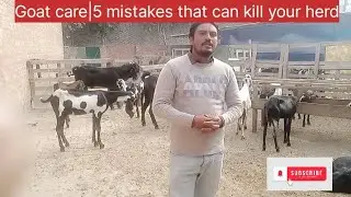 Goat care| 5 mistakes that can kill your herd