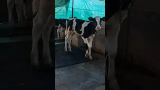 top quality wws lathworth rochester calf at kamiyab  hf cow