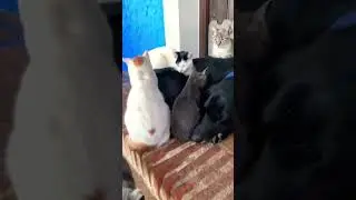 MI AMOR #cat #remix #song #dj #viral #update #funnyclips #love #miaomiao #SHORTS #SHORT #VIRALSHORTS