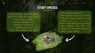 S72429 - ANIMAL BEHAVIOUR (BDY4033): DUCK MANDARIN 