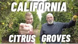 Top 6 California Citrus Groves