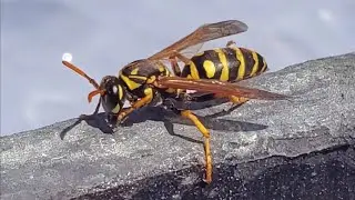 Common Yellowjacket - Up Close