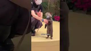 Otter core 🦦 #cute #otter #core #funny #fyp