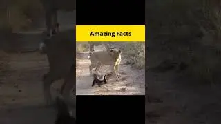 Amazing Facts | #3amazingfact #short #shortviral #viral #trending #shortfeed #facts #fact #3fact