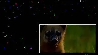 Caracara And Coati Fight Over Lungfish Feast _ Wild Brazil _ BBC Earth