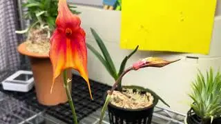 Orchid Shelf Update - Masdevallia veitchiana and more