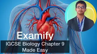 IGCSE Biology Revision: Chapter 9 | Transport in Humans Made Easy | 2026-28 Syllabus
