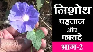 निशोथ पहचान और फायदे भाग-2 │Benefits- Nishoth, Ipomoea Turpethum, Operculina turpethum, Indian Jalap