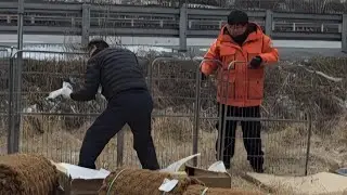 몇년동안 짧은 줄에 묶여 있어 사나워진 개들을 넓은 견사에 풀어주면 어떻게 될까?