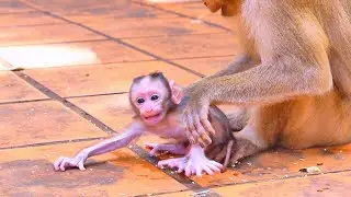 Oh, the baby monkey looks so s@d when Mom t ries to catch it while it&rsquo;s learning to walk  1080p