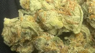 Smoke and Ride | Cannabis Creation | Daze Off Gelonade + Jenny Kush | Legacy Black Amber Bubble Hash