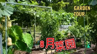 8 月种什么？August garden tour. 参观菜园 分享种植经验