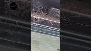 Parasitic/Parasitoid? Wasp provoking spider to come out of her spider hole - UNIMOTHER