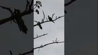 Sniper Hunting Tekukur air rifle hunting #hunting #huntingtekukur