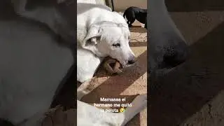Emma Nino y la pelota #hermanos #animalitos #mascotas #perrosygatos #gato #perros #animalitos #amor