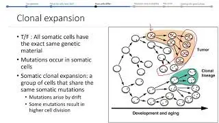 11 How cells differ Part 6: Clonal expansion