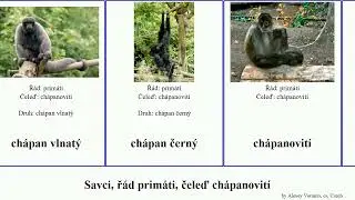 Savci, ř&aacute;d prim&aacute;ti, čeleď ch&aacute;panovit&iacute; vře&scaron;ťan mono mammal primate pavouč&iacute; Atelidae severn&iacute; rezav&yacute;
