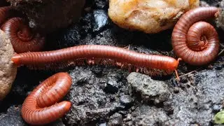 Amazing Millipede Crawling Through the Forest Floor ​#Bugs ​#ForestFloor ​#NatureLover