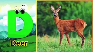 ABC Nature Animals song 