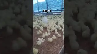 Day 1 my baby chicks arrive ✅🐥🐤🐣 #chicken #babychicks #growth