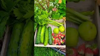 Harvesting fresh vegetables from garden #gardenharvest #gardenfresh #freshlypicked #fallvegetables ￼