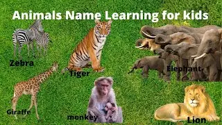 Learning wild animal names for kids || Wild Animals Sound Effects  || Animals Scenes