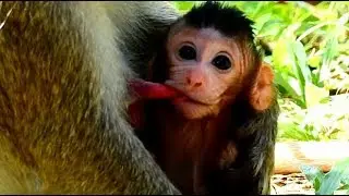 Mom Mom milk..milk. Newborn baby Janna hugs mom and request milk. smart baby monkey.