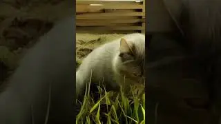 Crazy cat | Ai short | Ai short stories